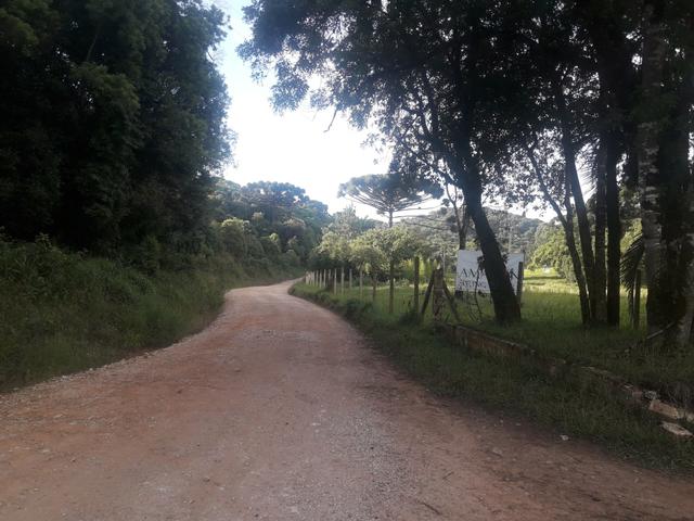 Chácara com 2 alqueires Barra santa rita/Campo magro - Foto 12