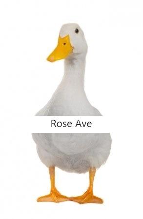 Ave Pato