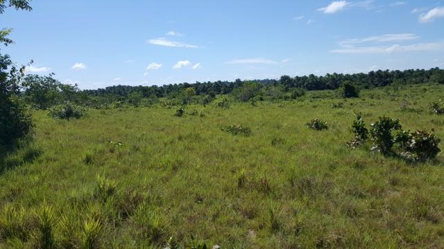 Fazenda de 1500 hectares Alto Alegre No paredão, ler descrição do anuncio - Foto 10