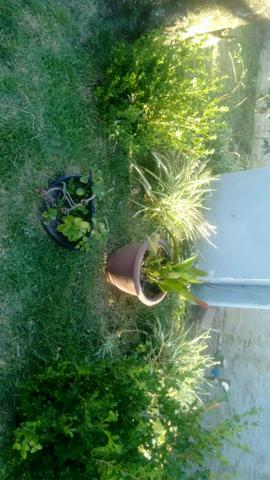 Casa com pátio grande - Foto 11