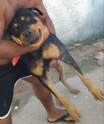 Rottweiler