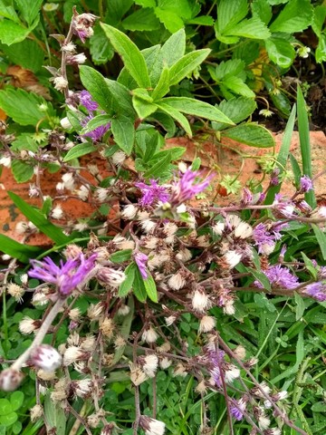 MUDAS DE ASSA PEIXE MELIFERO 