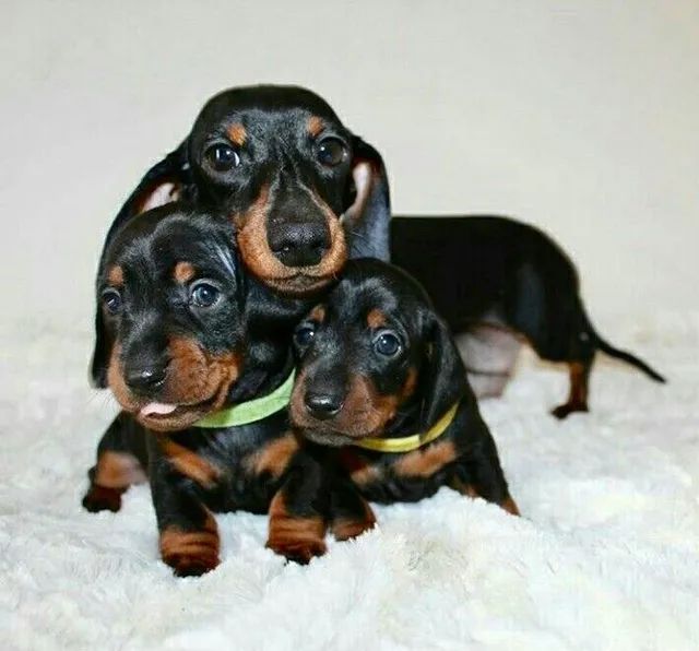 Daschund olx cheap