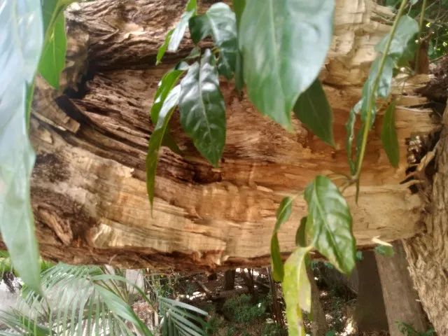corte e poda de arvores - Foto 2