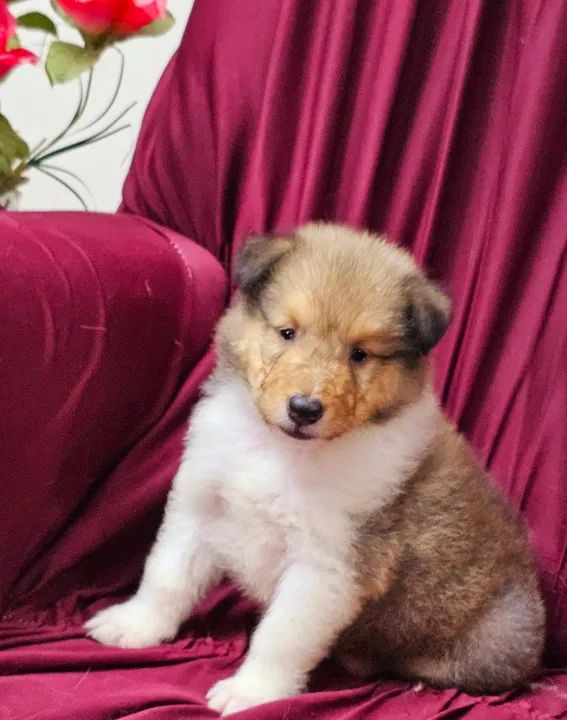 Collie ( Lassie ) - lindos filhotes com excelente linhagem e pedigree cbkc! - Foto 6