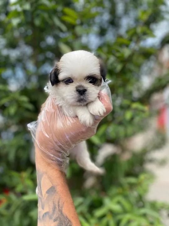 Shih Tzu esse é o Dog mais fofo e a Melhor raça pra você, C/ Pedigree - Foto 4