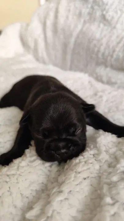 Bulldog Francês filhote puro - Foto 2