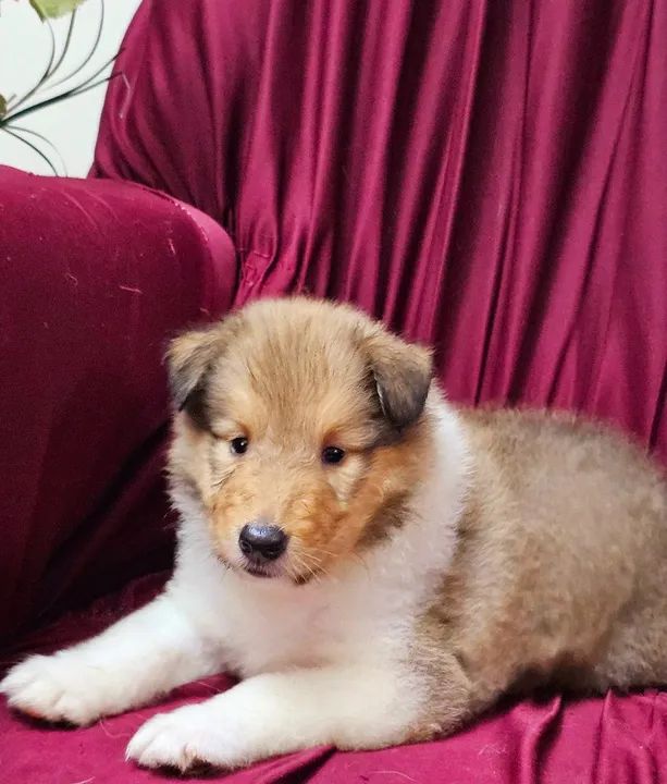 Collie ( Lassie ) - lindos filhotes com excelente linhagem e pedigree cbkc! - Foto 2