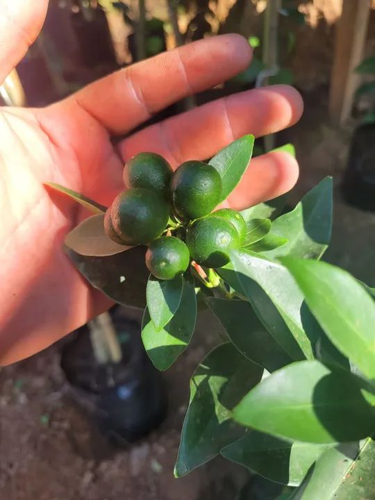 Mudas Frutíferas Enxertadas 