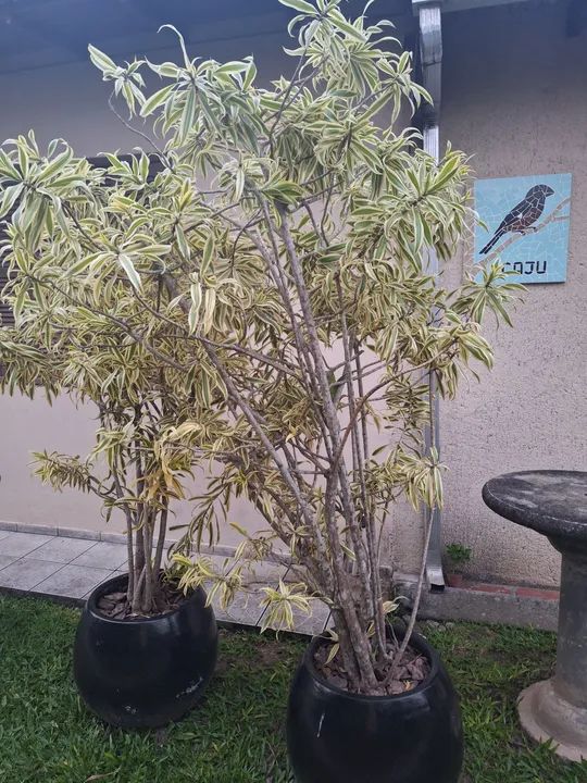 2 Vasos com Pleomele grande