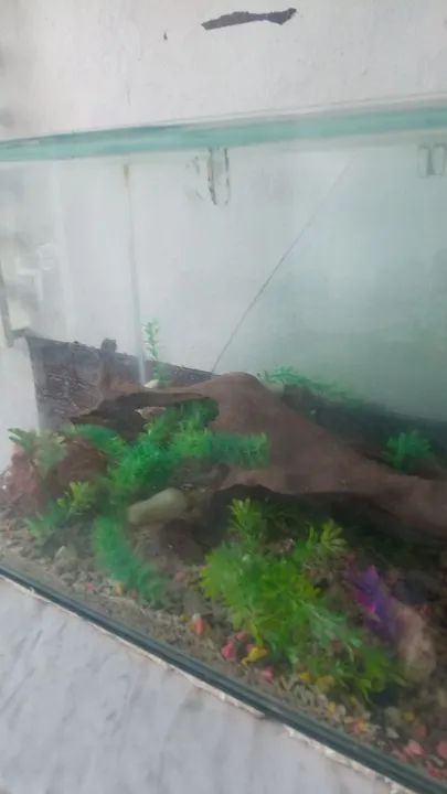 AQUÁRIO  - Foto 3