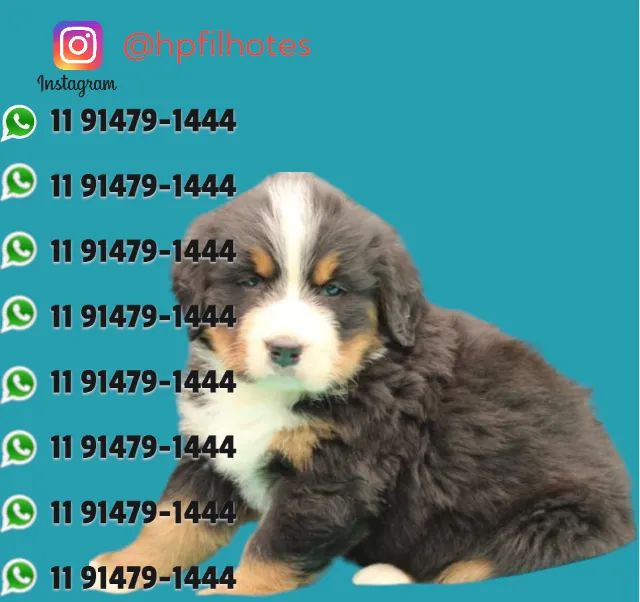 Bernese mountain best sale dog olx