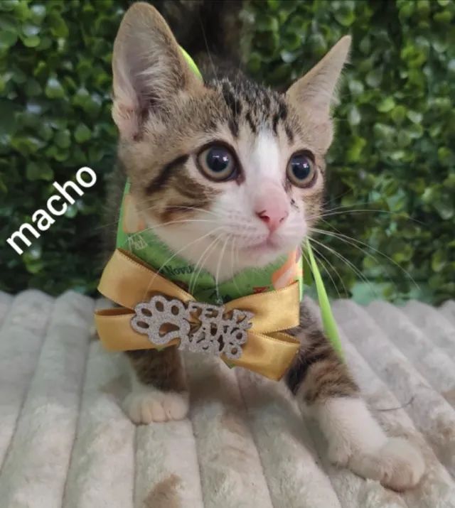 Doação de lindos gatinhos de 60 dias - Foto 5