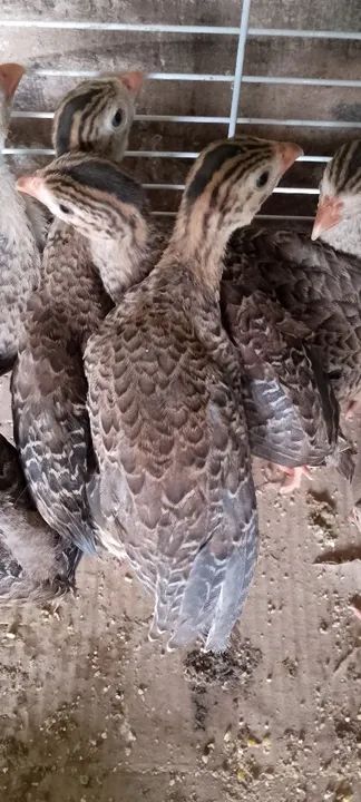 Angolinhas, perú, patos e marecos 