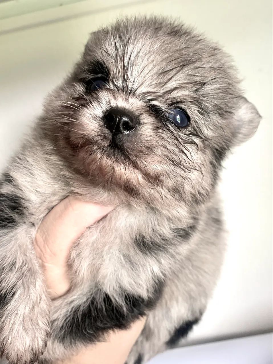 Filhote de Lulu da Pomerania Cachorros Alfredo Wagner