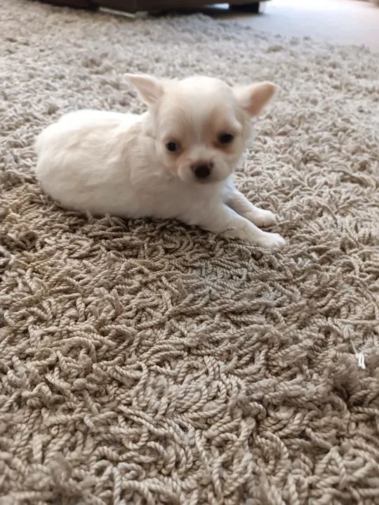 Chihuahua Fofo Procurando Lar - Foto 5