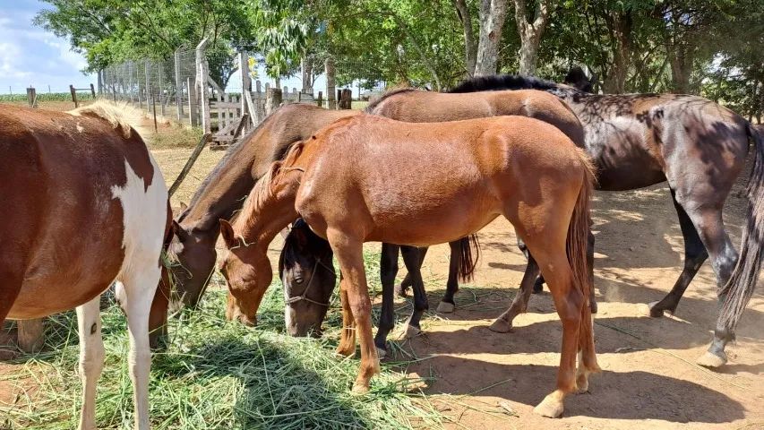 BARBADA, lindas potras chucras Mangalarga Marchador Puro Sangue-Parcelamos - Foto 5