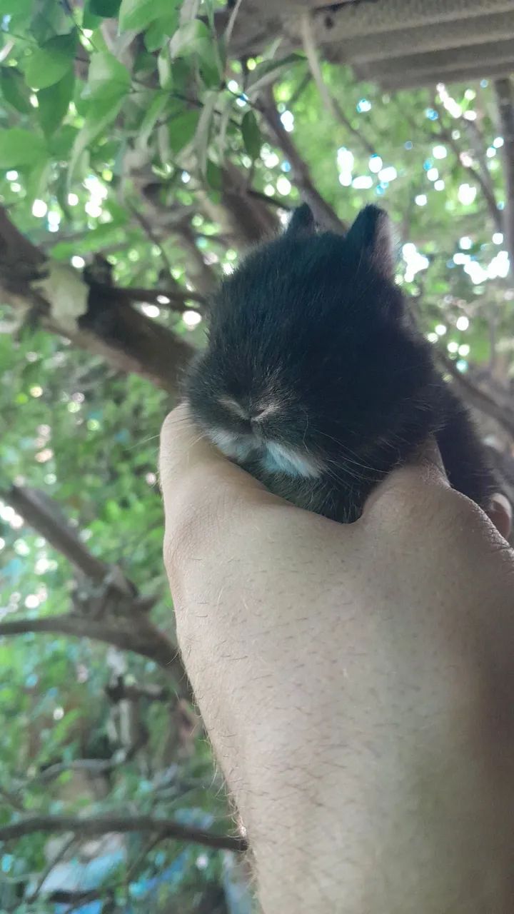 Anão netherland  - Foto 4