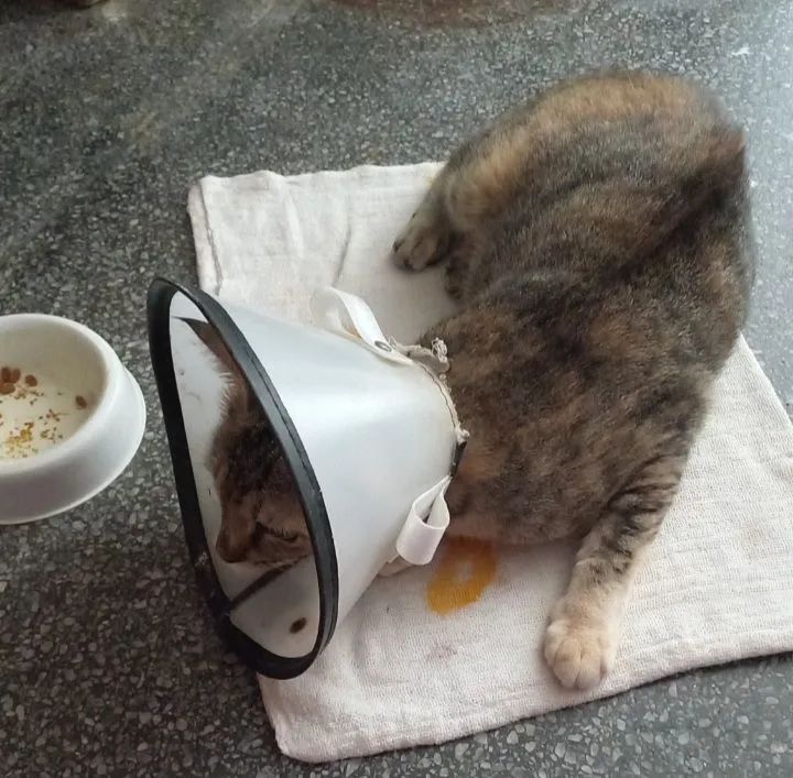 Doação responsável gata castrada 