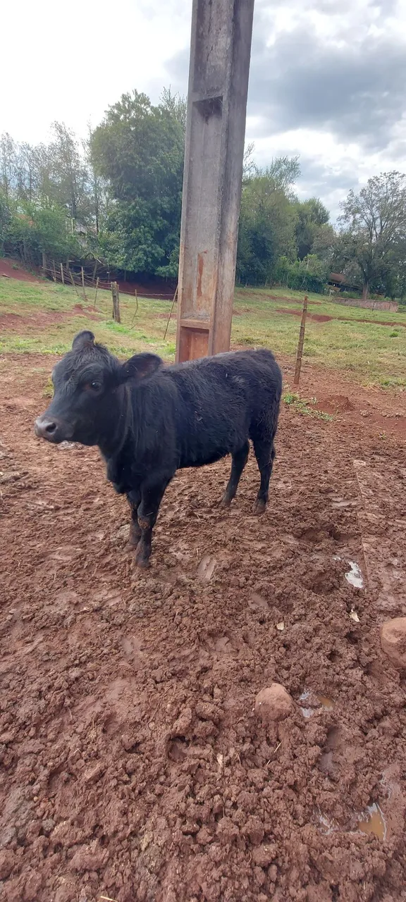 Duas novilhas angus e um macho Brangus