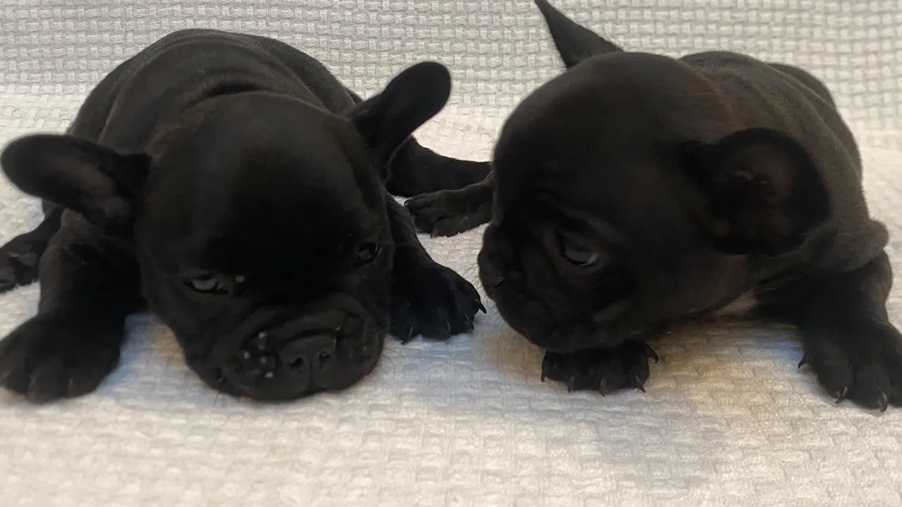Filhotes de Bulldog Francês