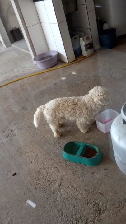 Filhote de Poodle Macho - Foto 5