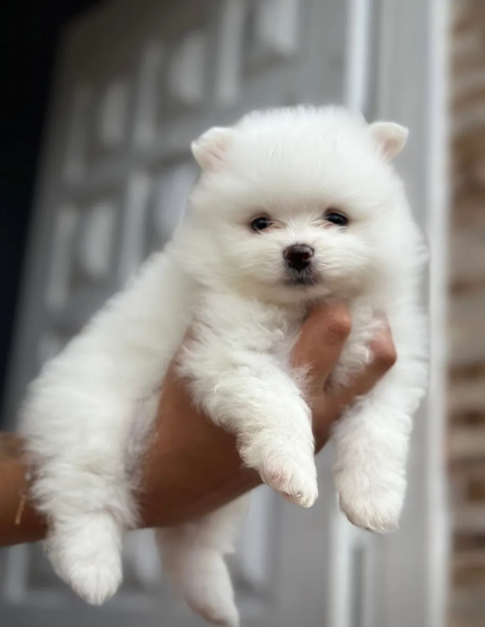 Spitz alemão Lulu da pomerania