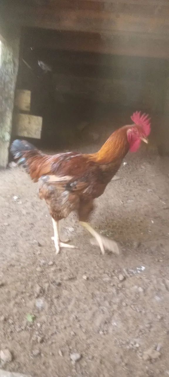 Frango da raça GSB - Foto 2