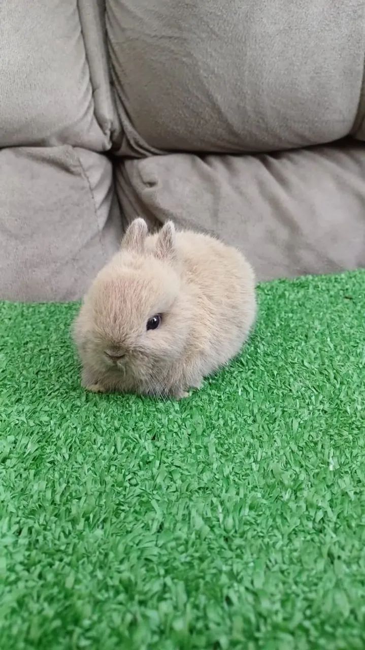 Coelho netherland Dwarf 