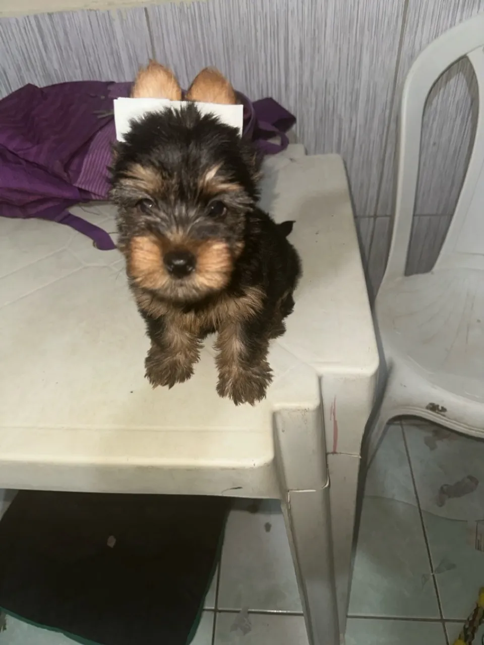 Filhote de Yorkshire Terrier 