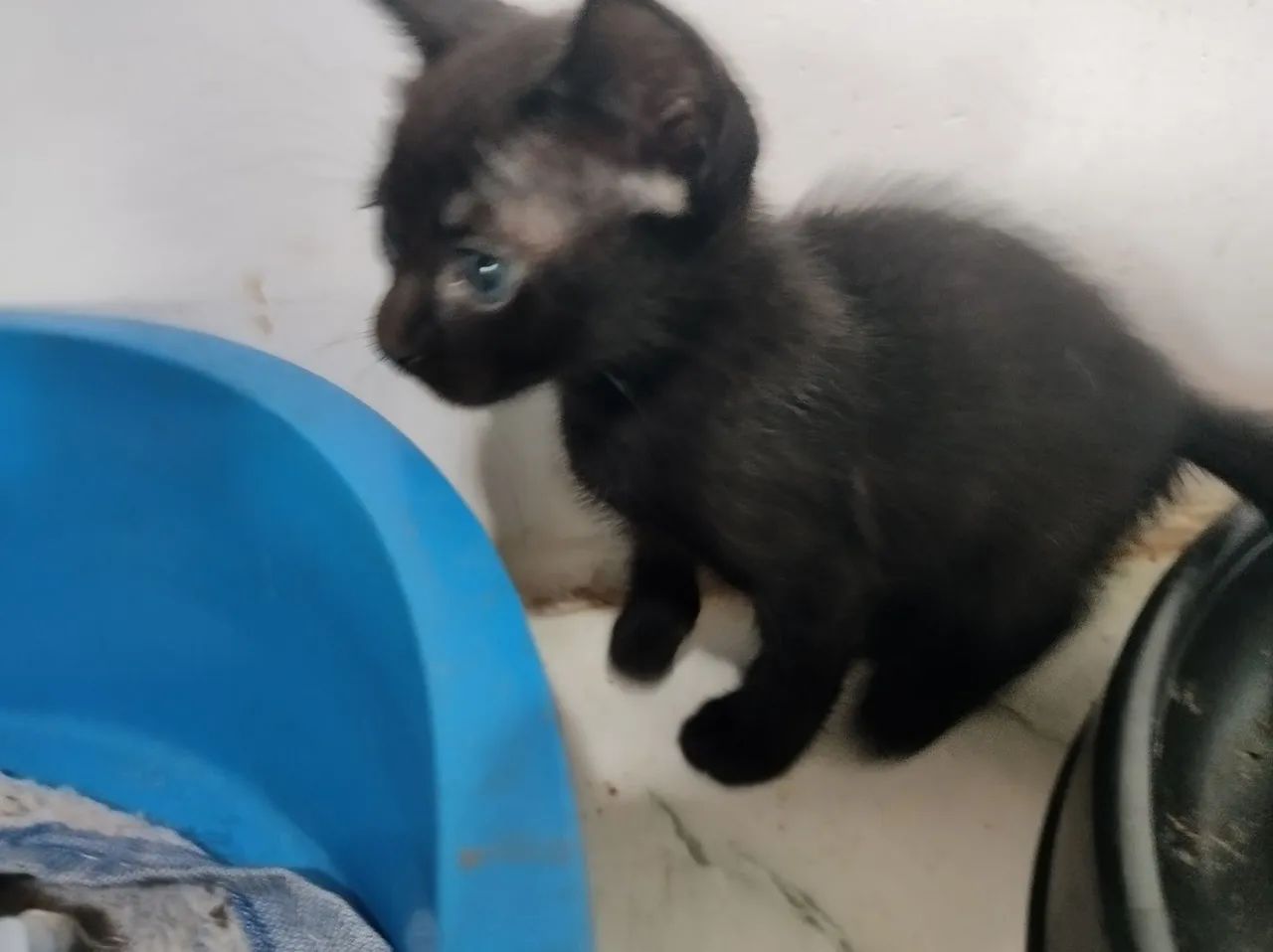 Filhotes de gatos para adoção - Foto 2