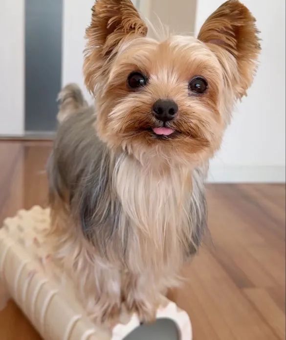 Filhote Yorkshire Terrier, O presente perfeito para você e sua família tem quatro patas!