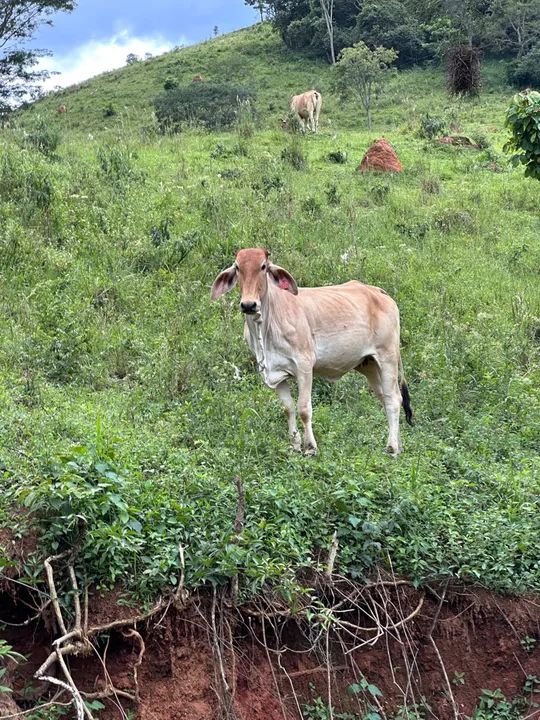 Vendo novilhas  - Foto 2