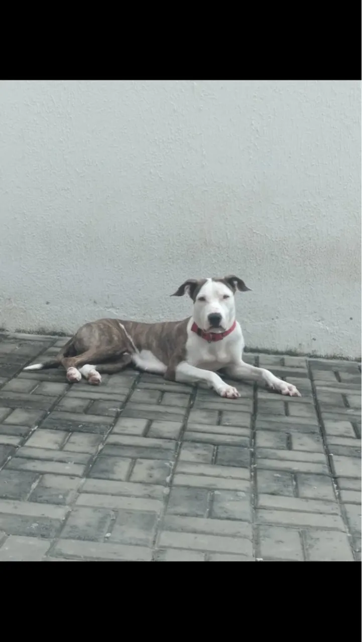 Pitbull lindo e carinhoso para adoção