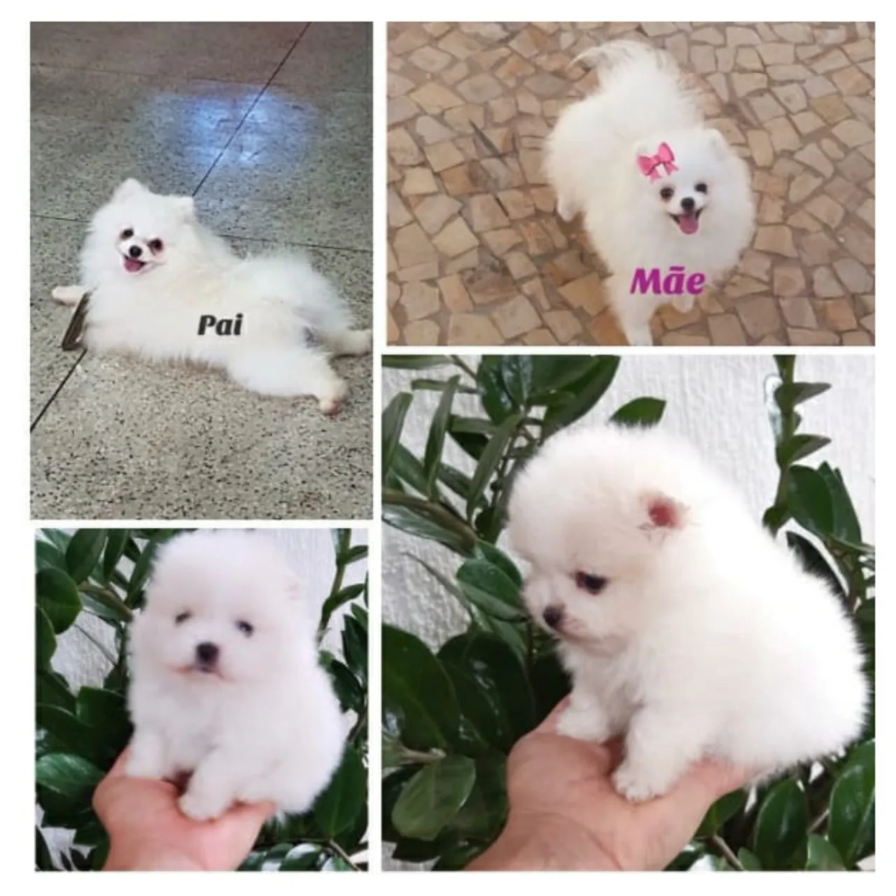 Spitz alemão PARA PESSOAS EXISTENTES