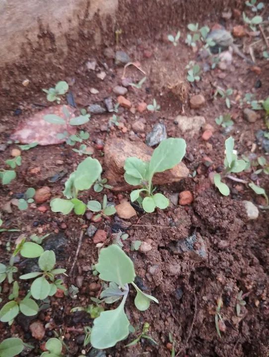 Mudas de couve manteiga 