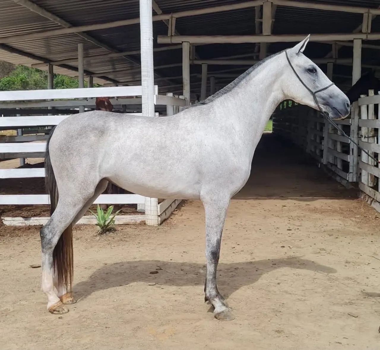 Potra MM tordilha  - Foto 2