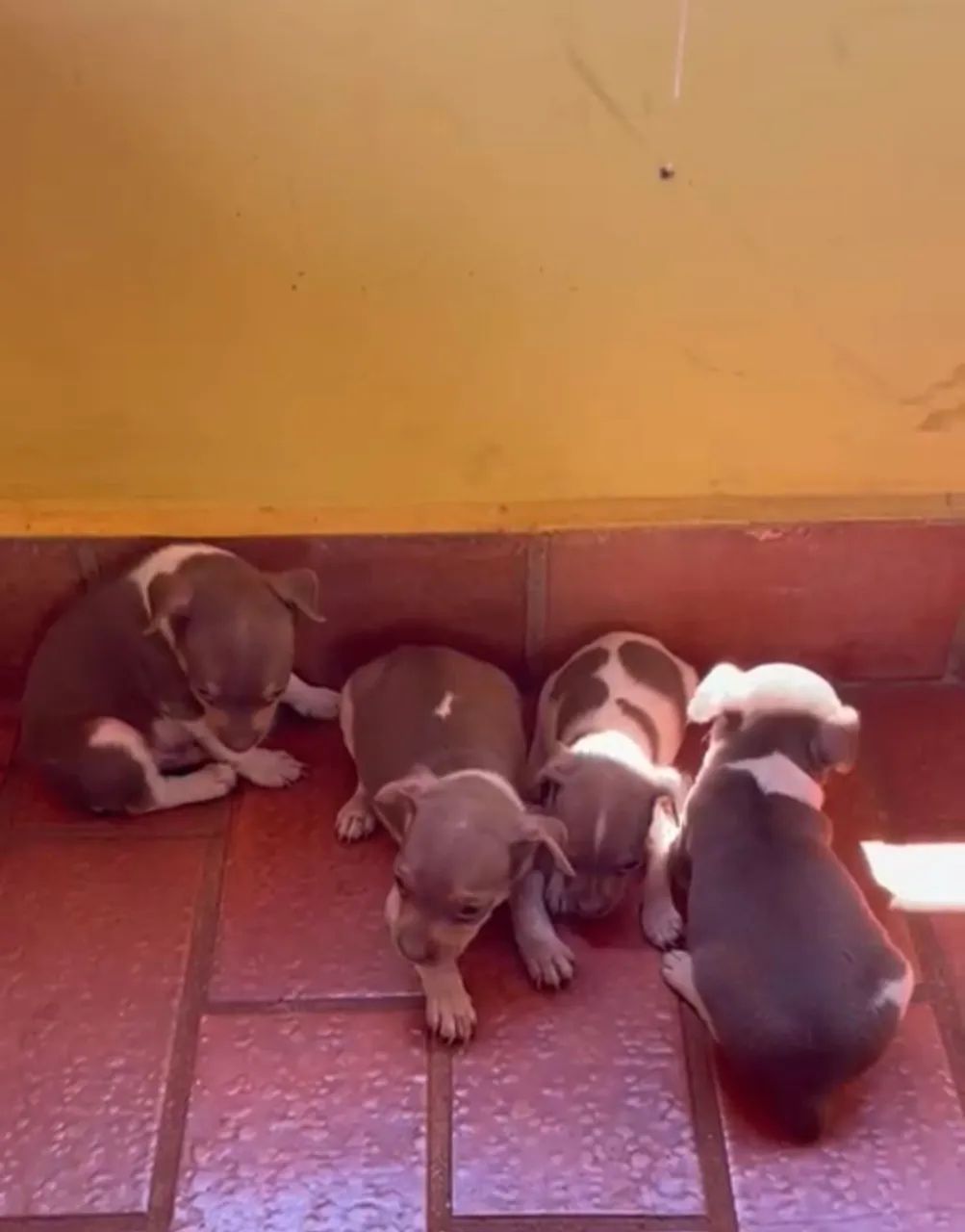 Filhotes de fox paulistinha marrom - Foto 2