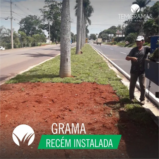 Grama Direto Da Roça
