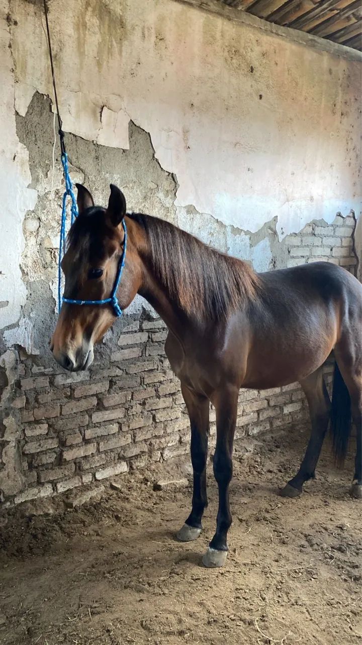 Potro MM registrado  - Foto 4