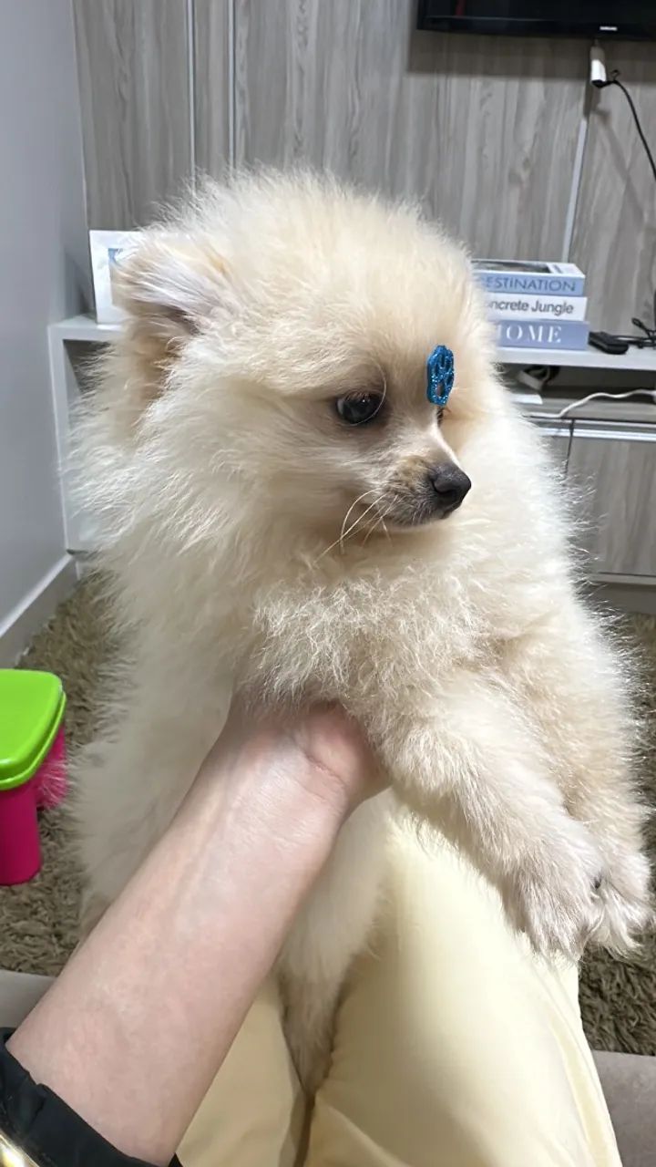 Filhote de Lulu da Pomerania - Spitz alemão anao 