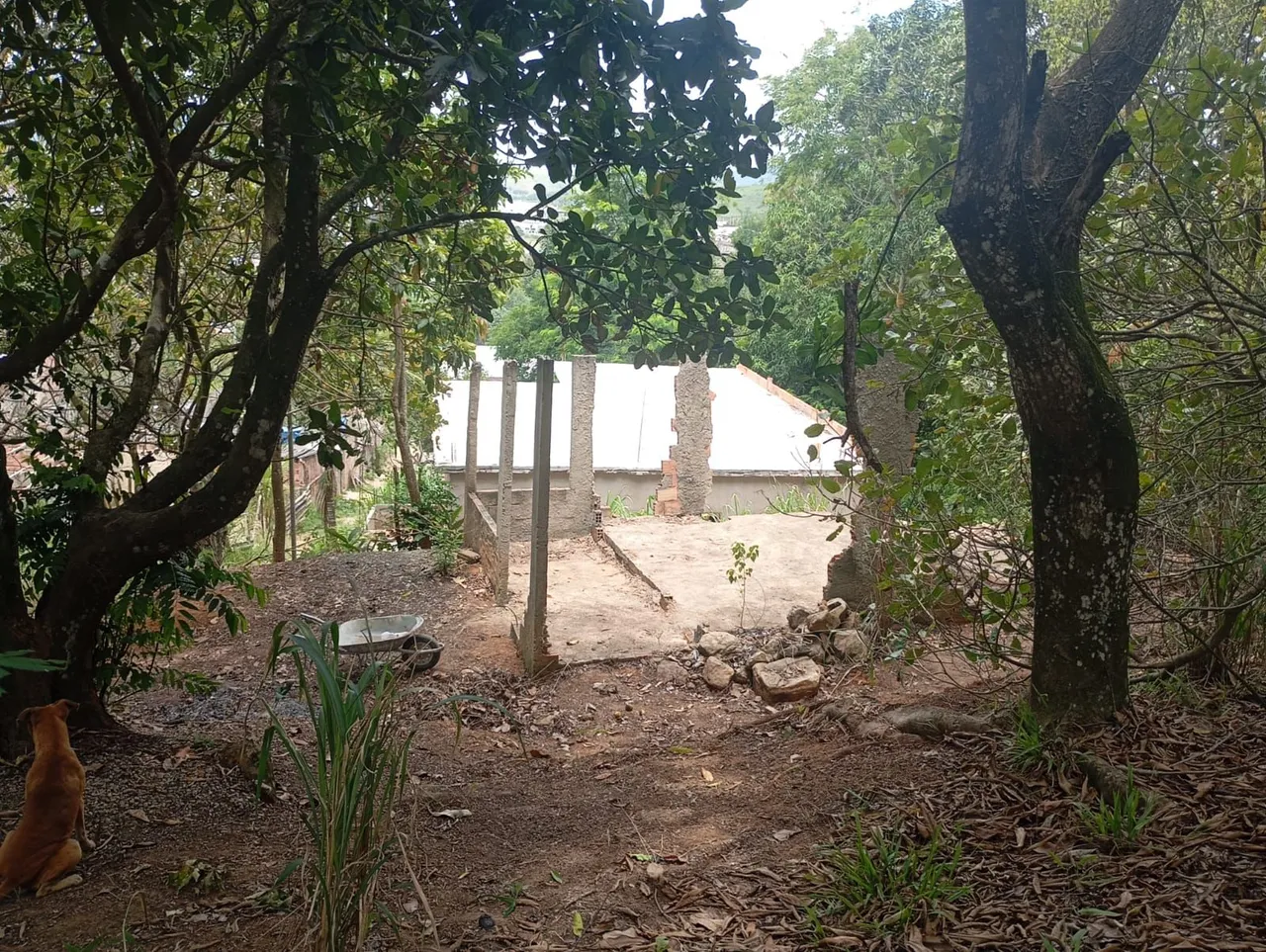 Vendo esse terreno 10/10 no bairro Itaville Itaboraí RJ tem várias árvores flotifiras