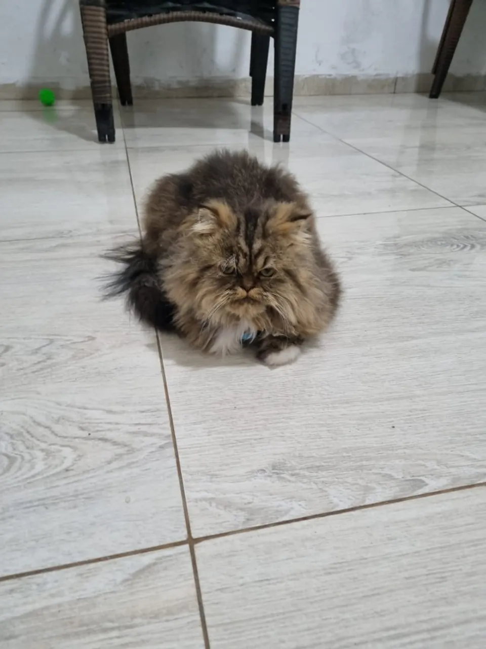 Gato persa