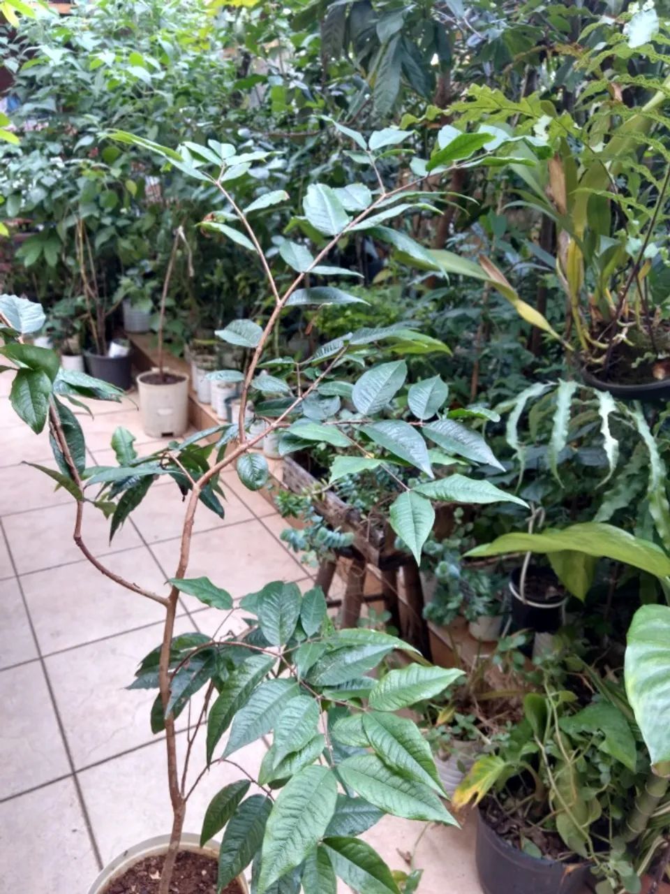 Mudas de Jabuticaba Branca ( Raridade) - Guarulhos - Foto 2