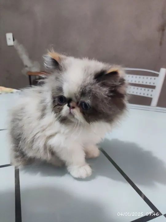 Gatinha persa - Foto 6