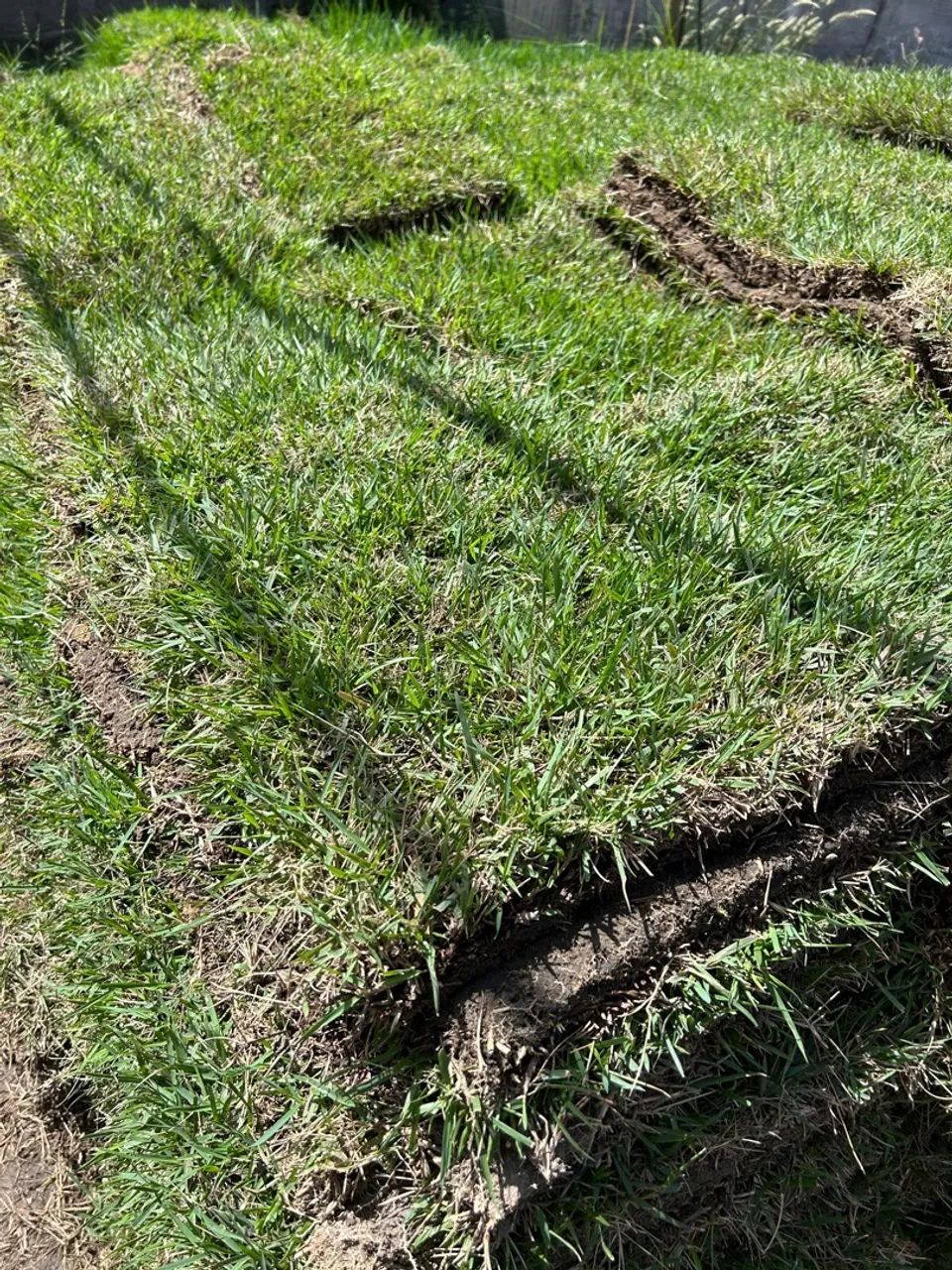 Grama para jardim - Foto 2