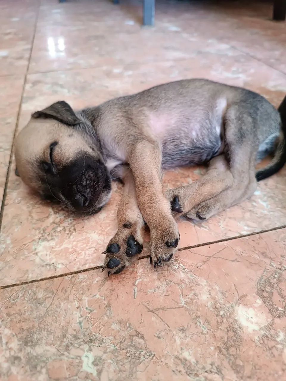 filhotes caramelo ,cachorro para adoção - Foto 4