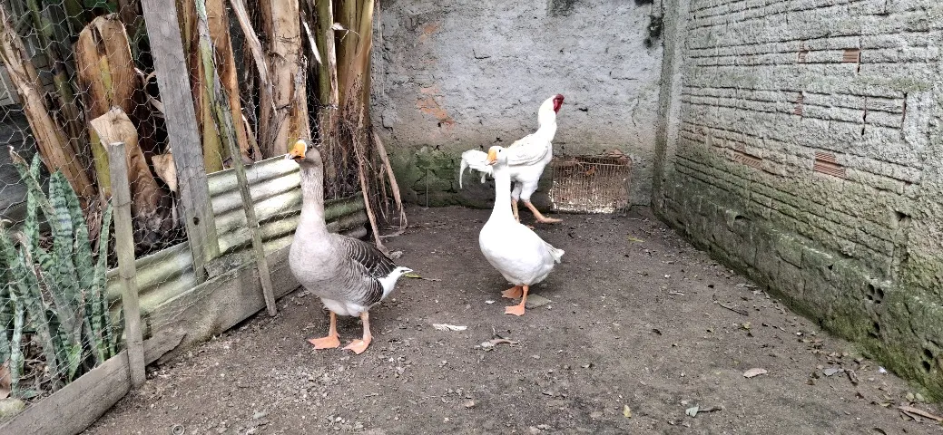 Casal de ganso sinaleiro