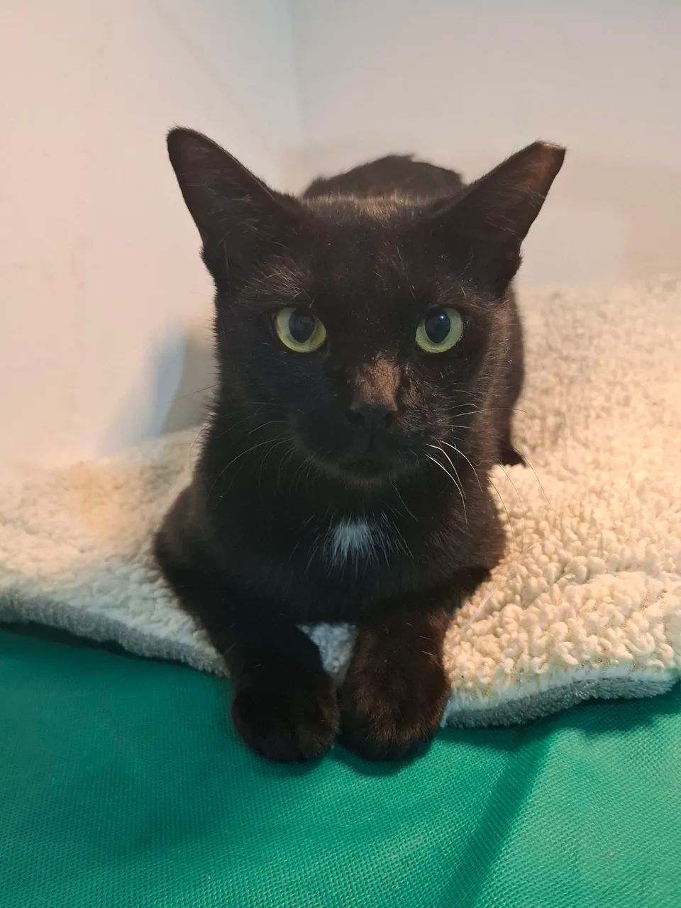 Adote  sem preconceito 