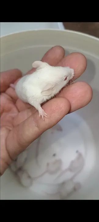 ? Filhotes de Camundongo à Venda - Super Oferta! ? - Foto 6